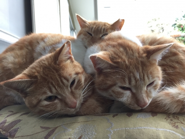 一緒に寝る3匹の猫