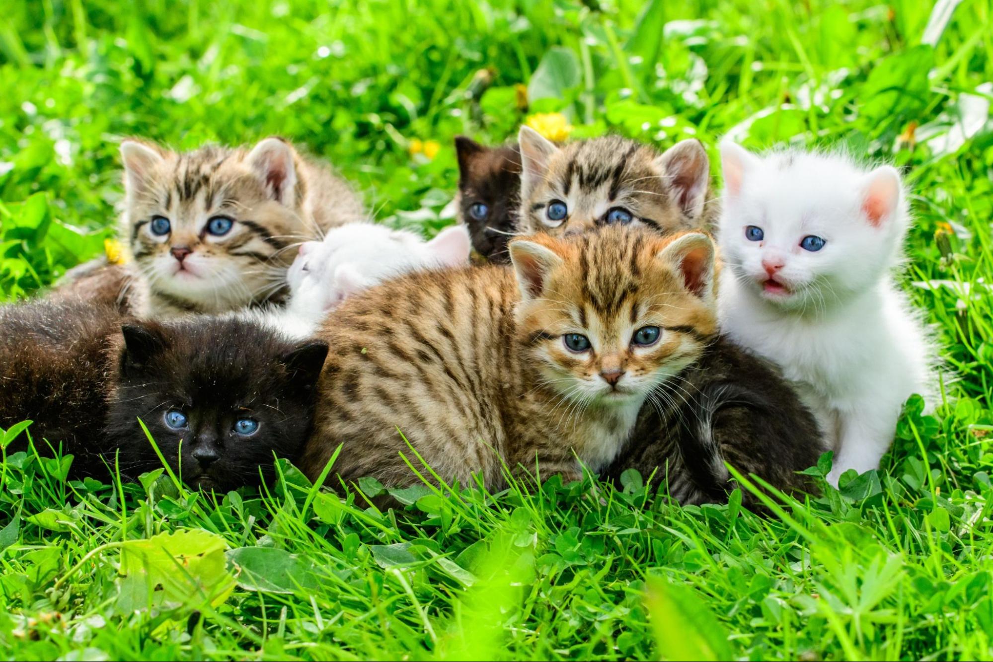 子猫、集団、草むら