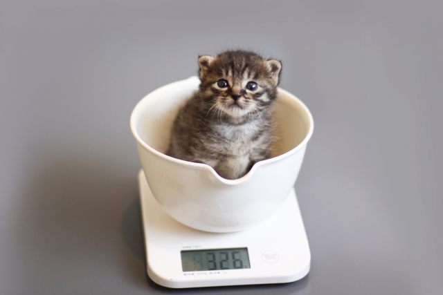 猫、体重測定